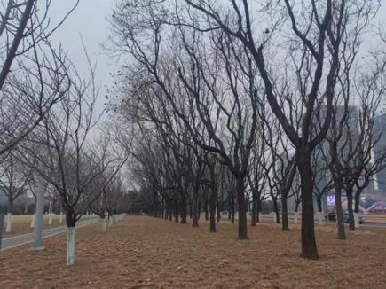 天津经开区集中组织开展树木修剪专项工作